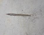 Hibolithes semisulcatus (M�NSTER 1830) - Bild &copy; FossNet FossilienStore
